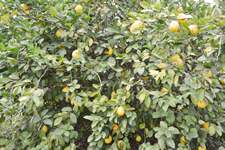 Citrus tree on property located on IH 35 West Side Frontage Road, Dilley, TX